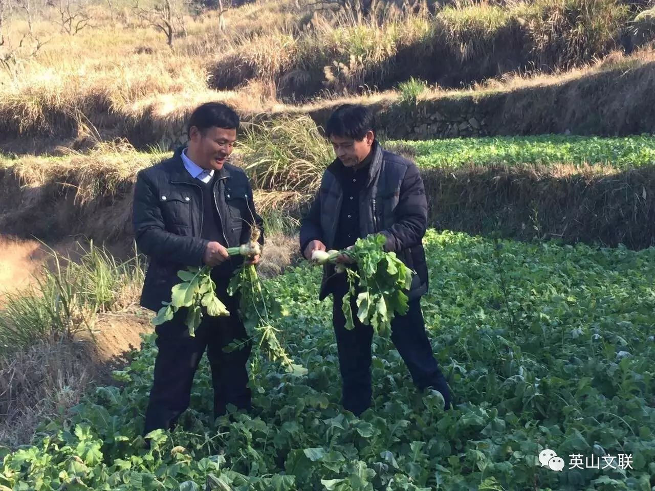 丝瓜种植效益怎么样_致富经丝瓜种植视频_丝瓜种植致富宝