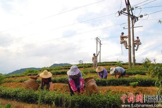 福建大田：茶园深处有人家 村民在“家门口”增收致富