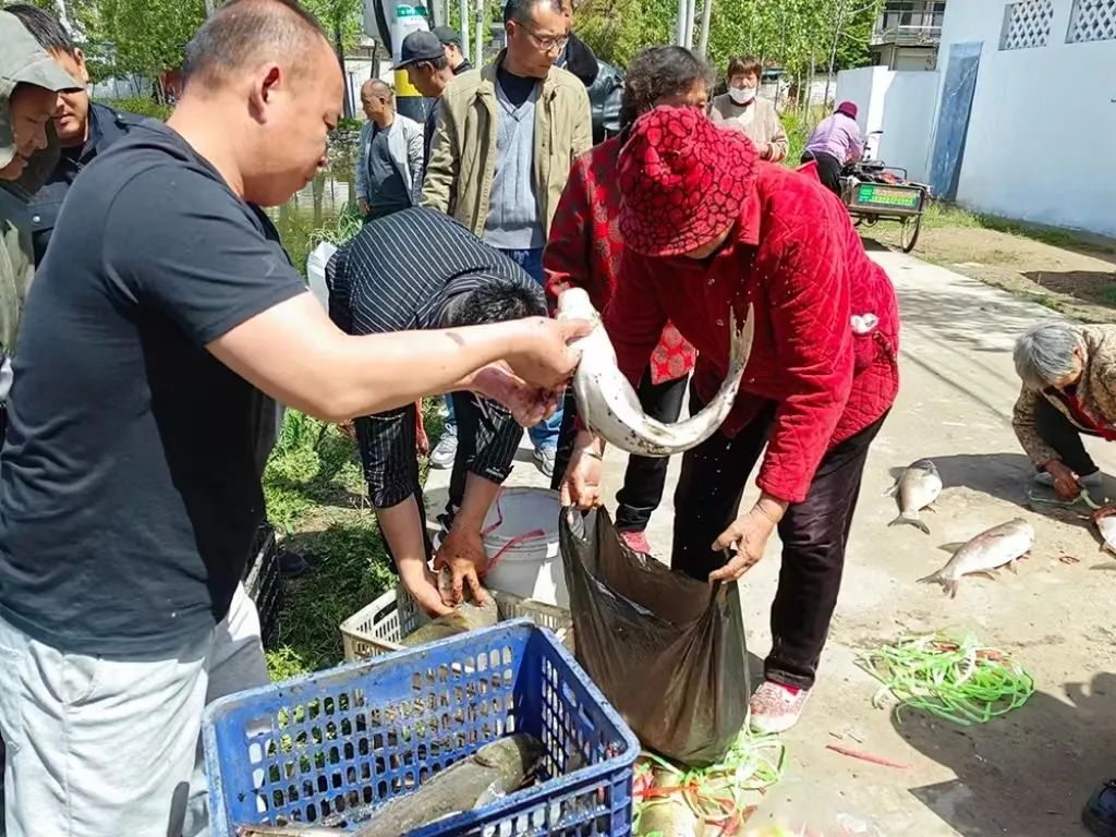 致富银杏种植树图片大全_致富经种植银杏树_种植银杏树国家有补贴吗