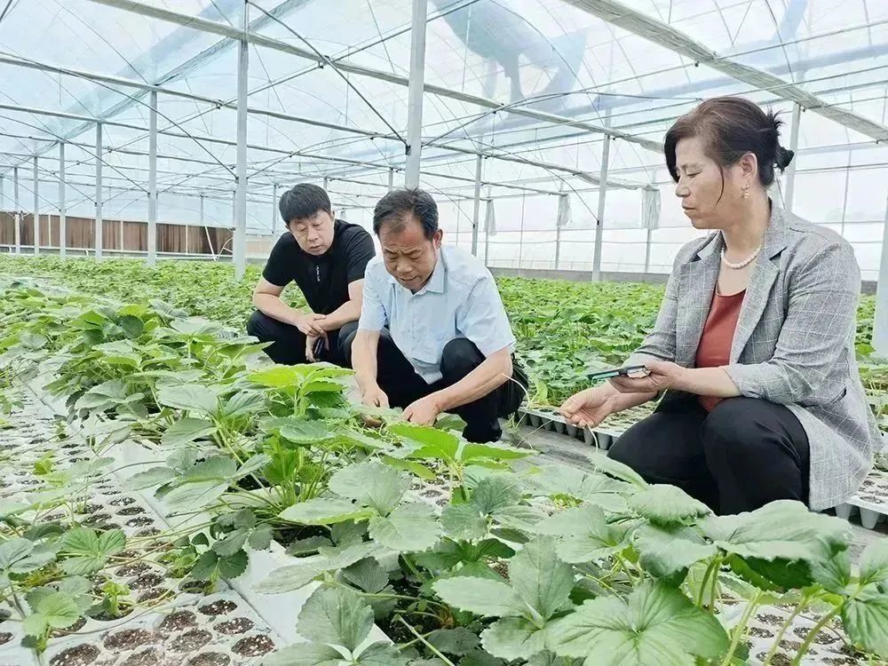 种植银杏树国家有补贴吗_致富银杏种植树图片大全_致富经种植银杏树