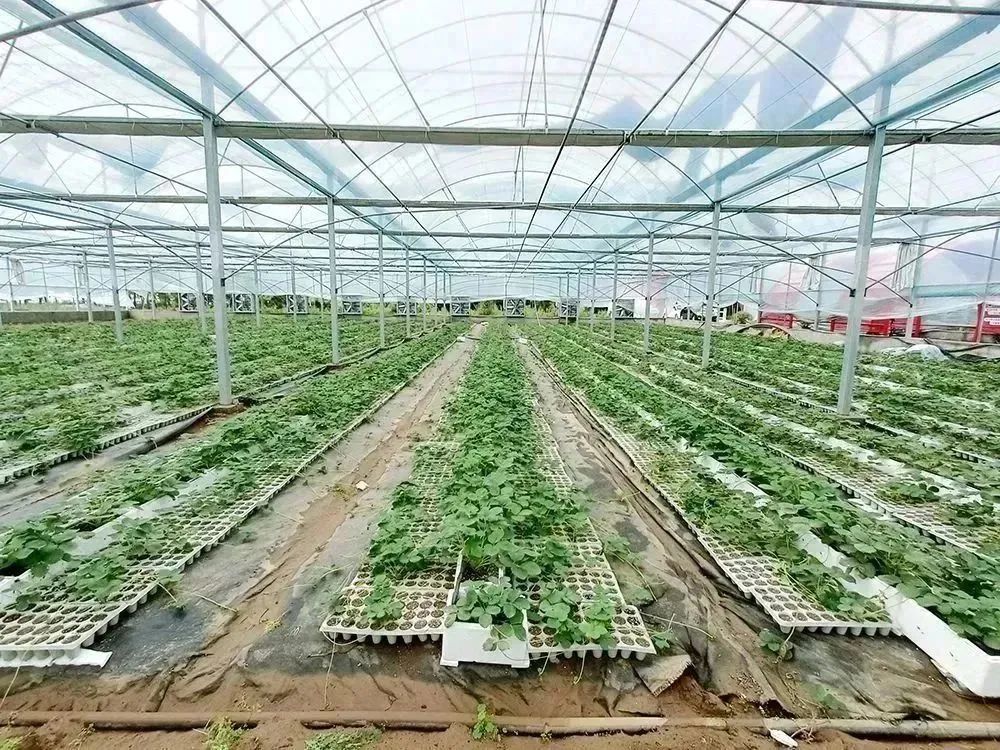 致富经种植银杏树_致富银杏种植树图片大全_种植银杏树国家有补贴吗