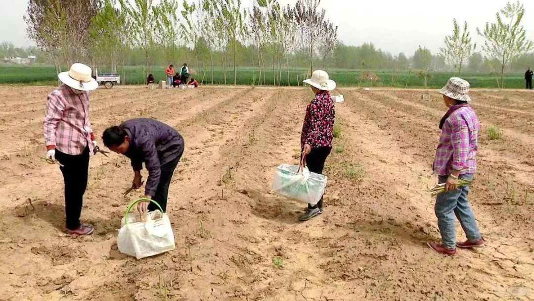 致富经种植银杏树_种植银杏树国家有补贴吗_致富银杏种植树图片大全