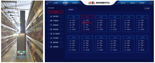 产蛋鸡养殖技术_养殖鸡技术产蛋率多少_养殖鸡技术产蛋量排名