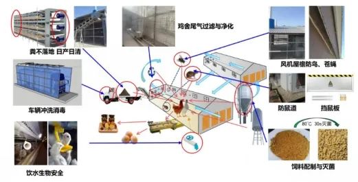 养殖鸡技术产蛋率多少_养殖鸡技术产蛋量排名_产蛋鸡养殖技术