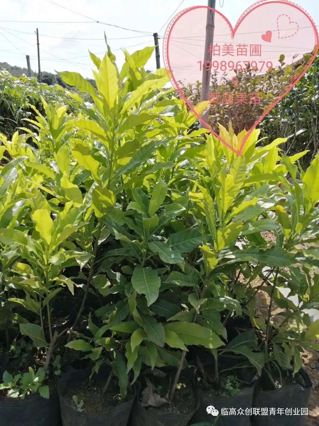 树苗种植黄皮技术视频_黄皮树苗和种植技术_黄皮树苗怎么种才活