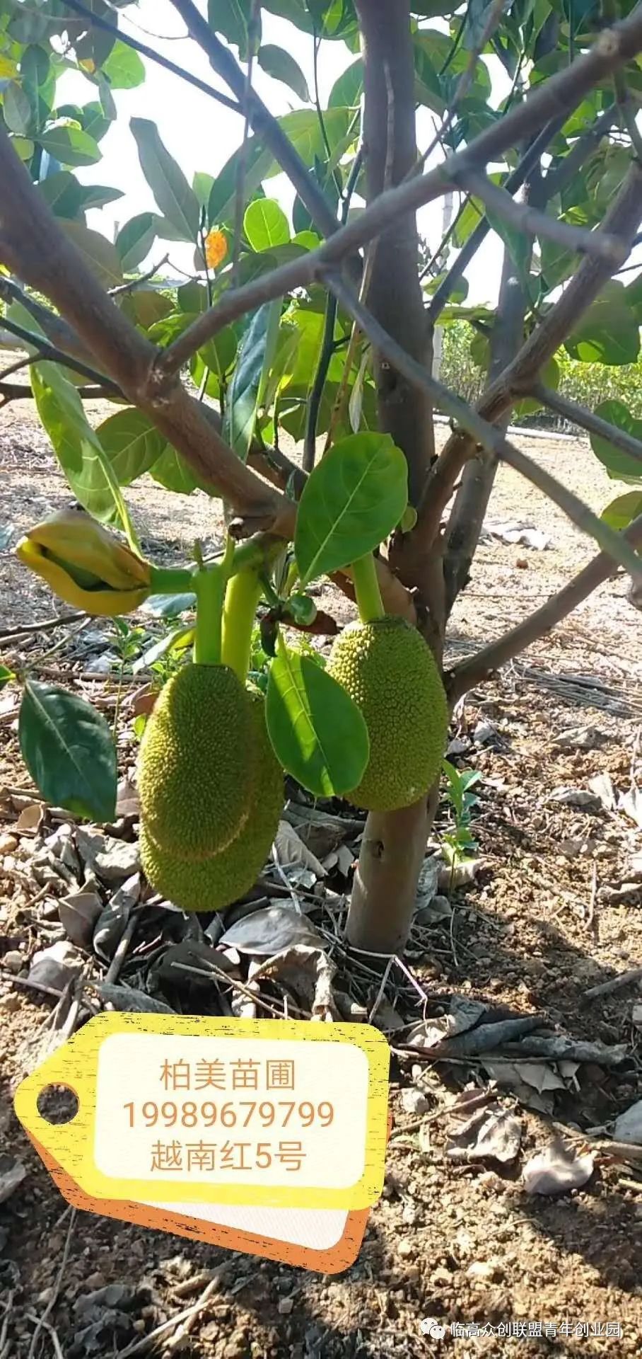 树苗种植黄皮技术视频_黄皮树苗怎么种才活_黄皮树苗和种植技术