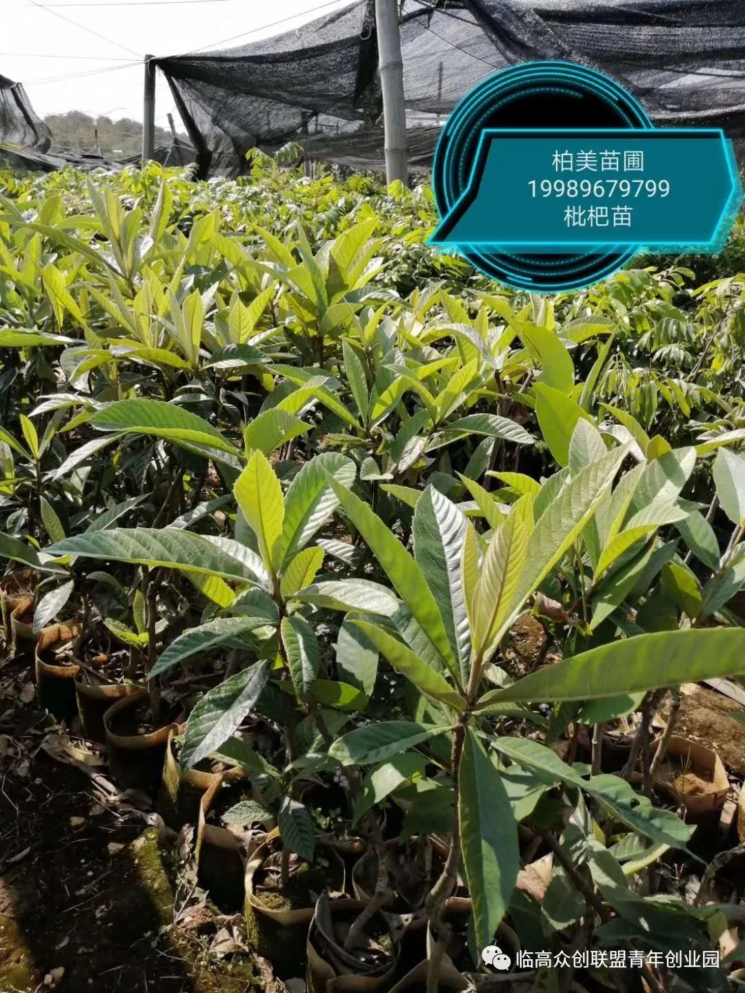 黄皮树苗和种植技术_黄皮树苗怎么种才活_树苗种植黄皮技术视频