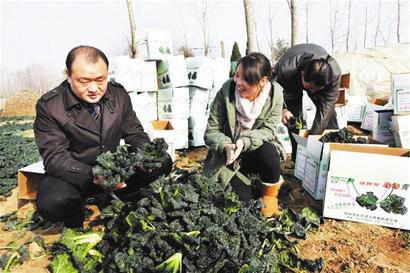 湖北随县花菇_随州种植花菇致富的地方_湖北随州花菇酱