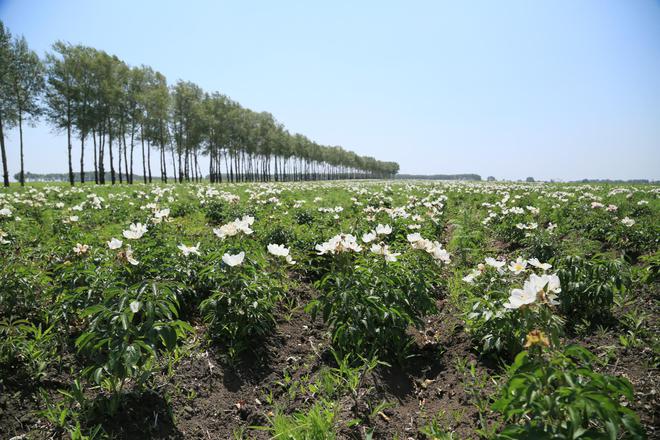 中药种植致富班_中药材种植致富经_药材种植业致富项目