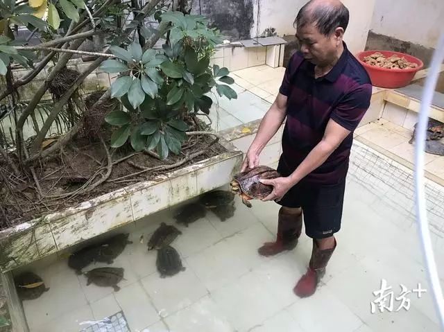 黄皮树苗怎么种才活_黄皮树苗和种植技术_树苗种植黄皮技术视频