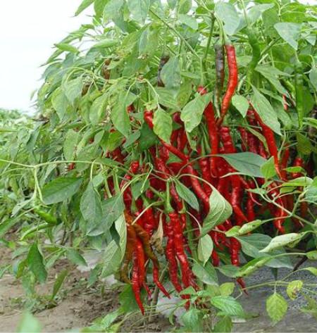 青花椒种植致富_青花椒高产种植技术_种植青花椒的真实利润