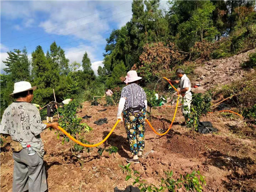 致富经种植亩收入过亿_致富经种树_种植经济林致富路线图