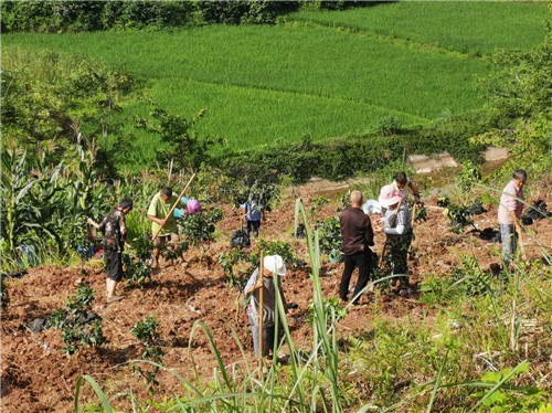 致富经种树_致富经种植亩收入过亿_种植经济林致富路线图