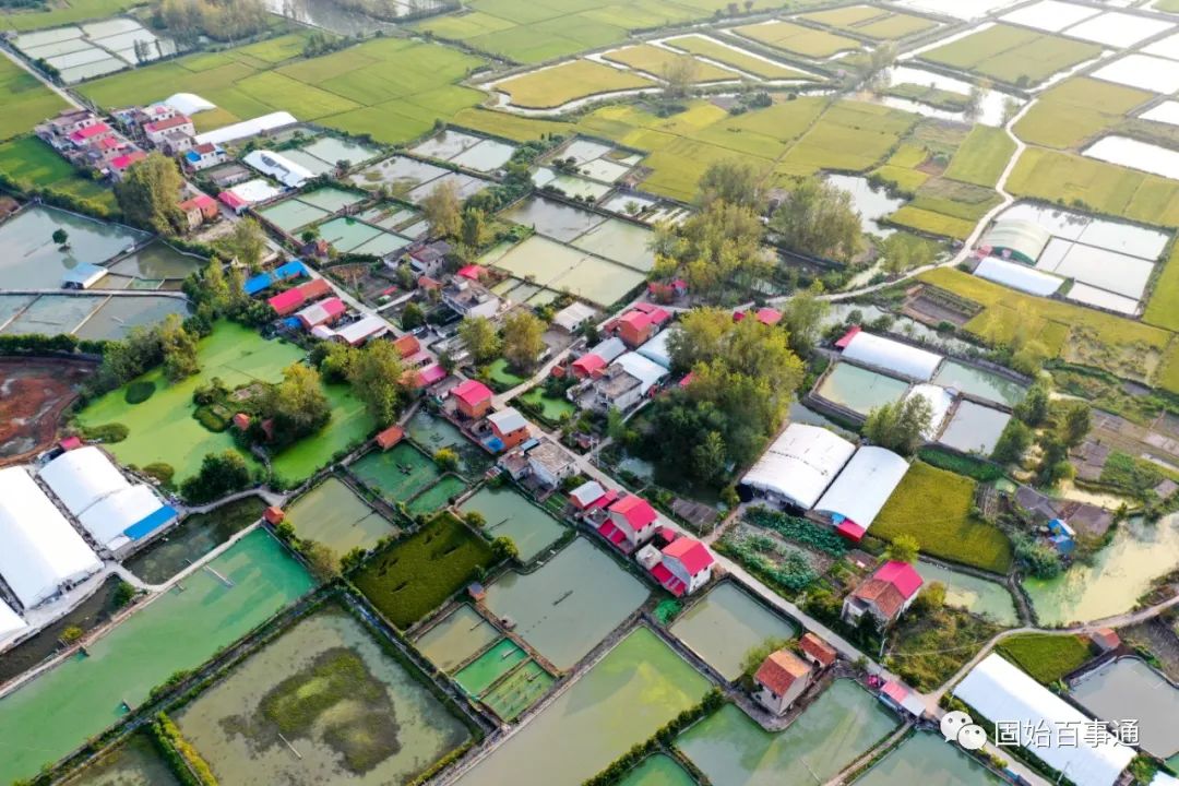 丝瓜种植效益怎么样_丝瓜种植致富宝_致富经丝瓜种植视频