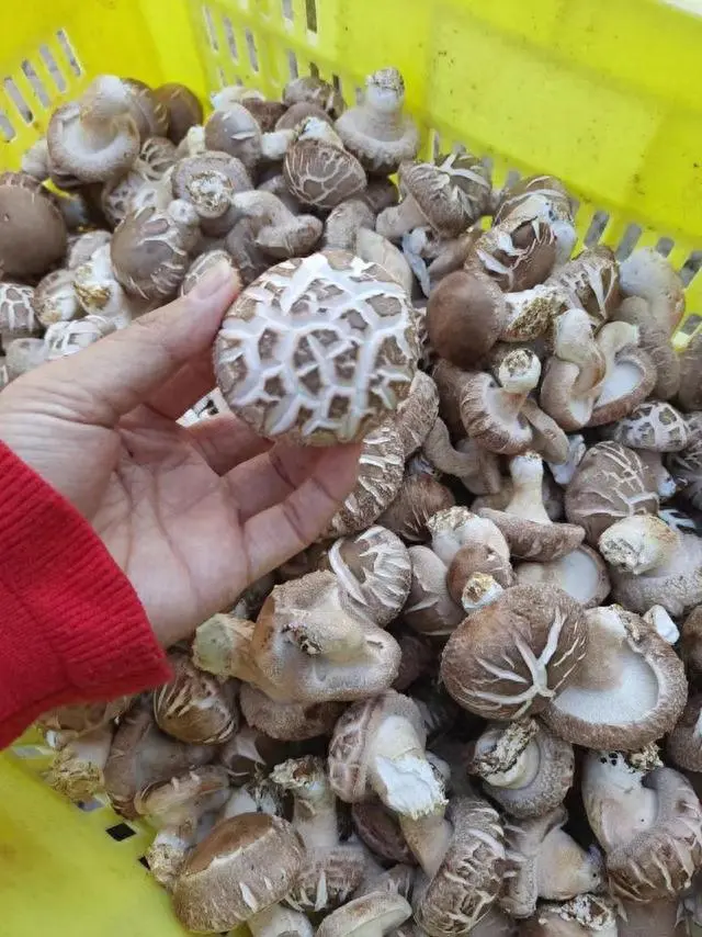 随州花菇生产基地_湖北随县花菇_随州种植花菇致富的地方