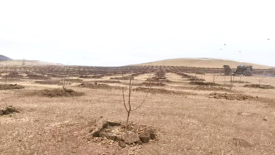 短期种植项目_短期种植什么赚钱_短期种植致富