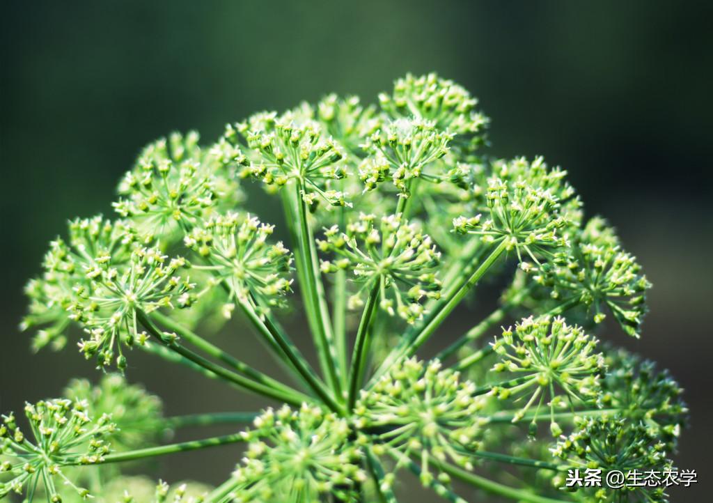 当归高产种植技术与管理_当归高产种植技术要点_当归的高产种植技术