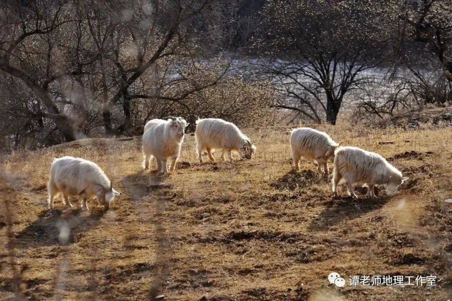 渭南羊养殖致富_渭南养羊基地_养羊致富