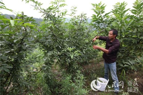 养殖坎高犬的致富经_致富经养犬视频全集_致富经土狗养殖