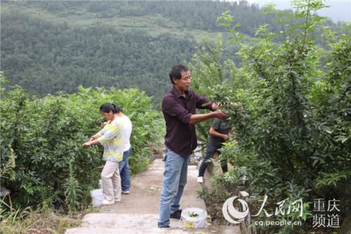 致富经养犬视频全集_致富经土狗养殖_养殖坎高犬的致富经