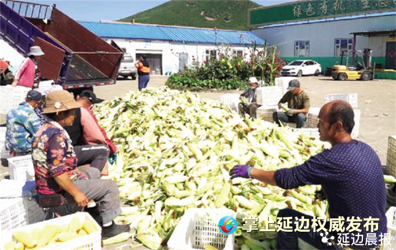 延边：“鲜食玉米”飘香 收获致富“好钱景”