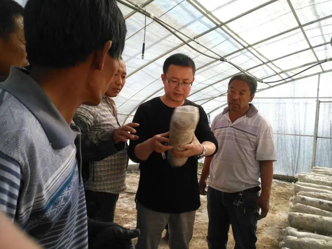 黑目耳及银耳人工种植_黑木耳种植技术_黑目耳种植技术