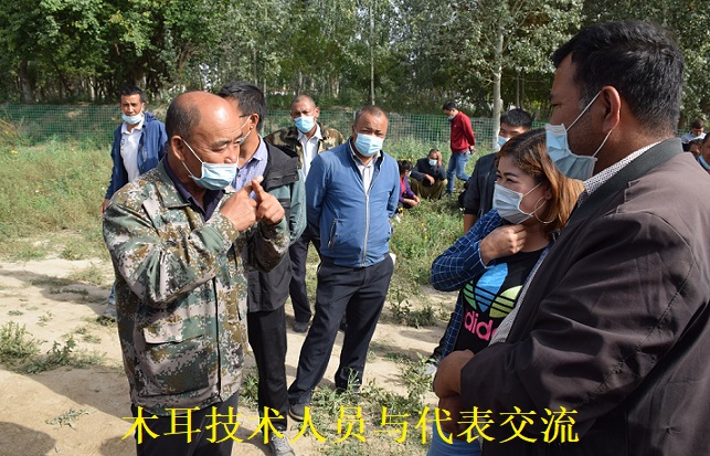 黑木耳种植技术_黑目耳及银耳人工种植_黑目耳种植技术