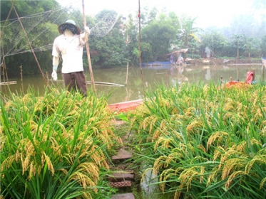 农村种什么赚钱_农村种植致富项目