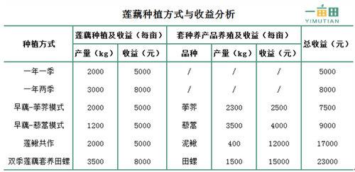 莲藕套种套养_莲藕种植法_莲藕种植与套养技术