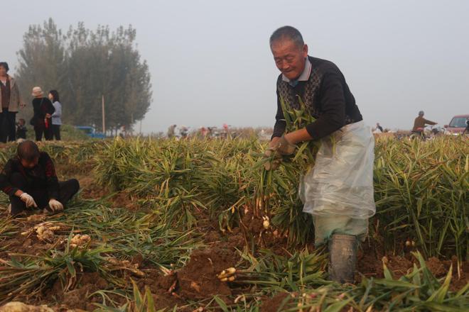 河北蠡县：生姜种植拓宽乡村致富路