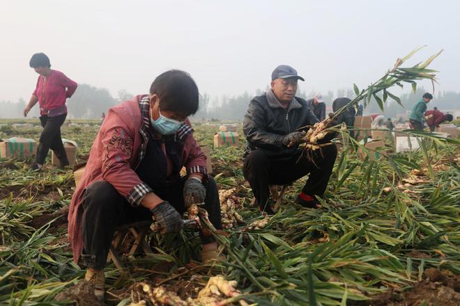 大姜种植致富_种姜致富骗局_致富经生姜种植技术视频