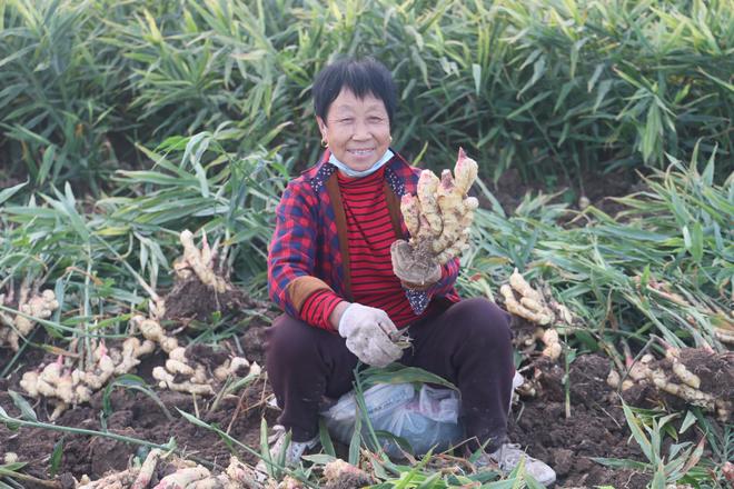 致富经生姜种植技术视频_种姜致富骗局_大姜种植致富