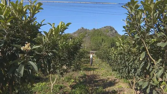 致富养殖蚯蚓树下种什么好_致富经树下蚯蚓养殖_致富养殖蚯蚓树下种什么