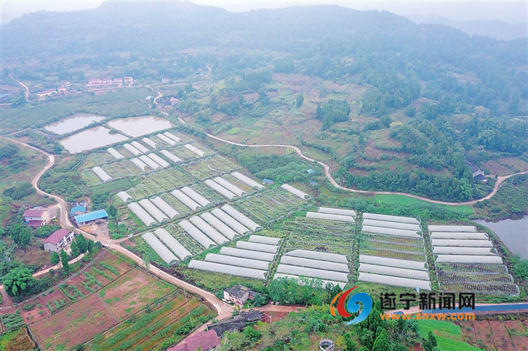 船山区仁里镇桃李村发展水果种植产业，激活乡村旅游资源，实现特色产业与旅游有效融合