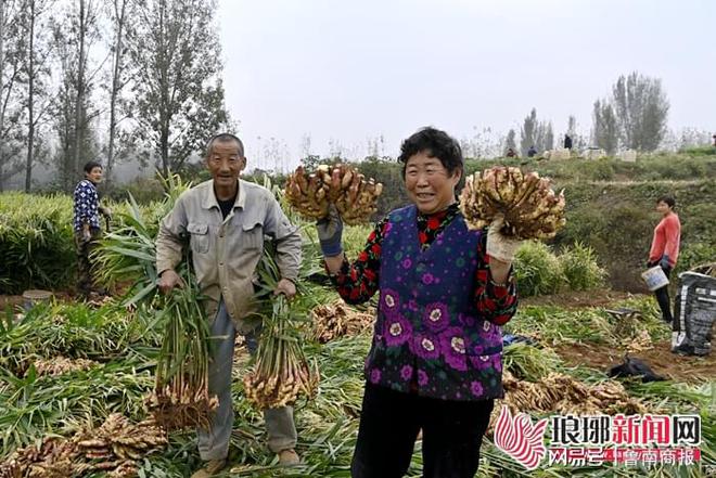 种植大姜赚钱吗_大姜种植致富_致富经生姜种植技术视频