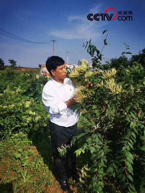 致富经金针菇_金银菇怎么吃好_致富经金银菇