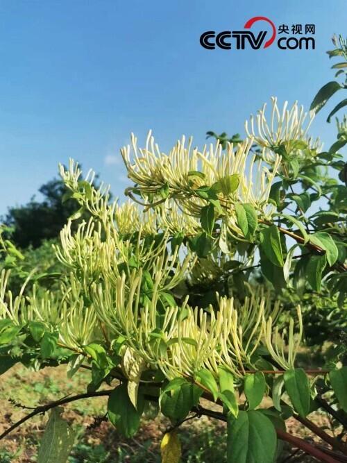 金银菇怎么吃好_致富经金针菇_致富经金银菇