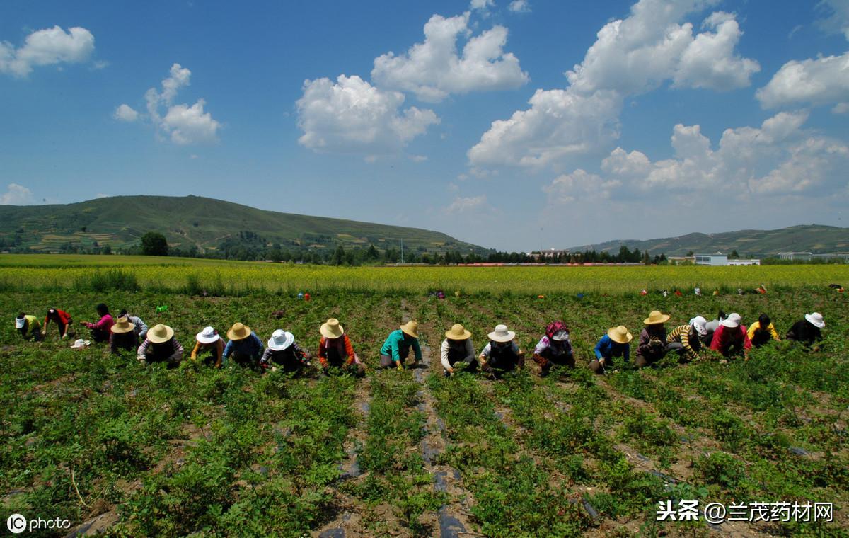 【聚焦】中药材种植标准化存在的问题和未来发展方向