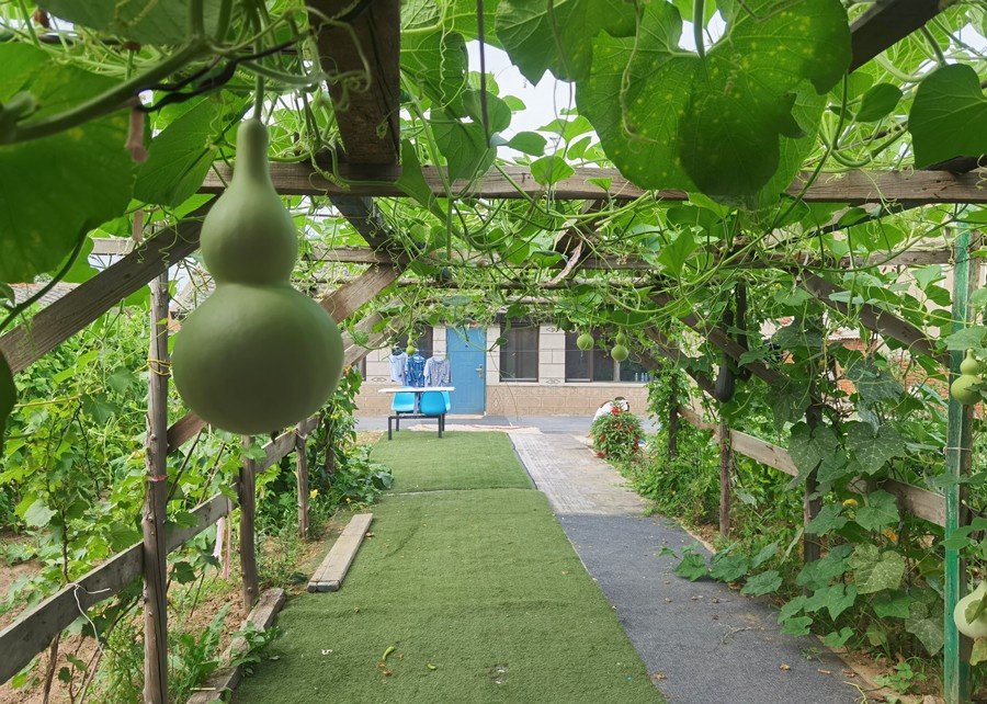 北川农村种植致富_北川农作物组合情况_北川适合种植的药材