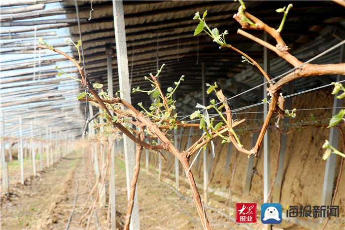 宁阳县大力推进林果产业提质增效 走经济生态双赢路