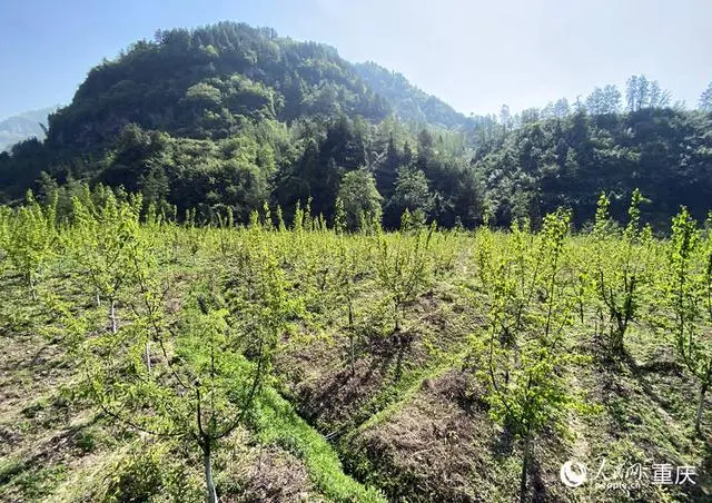 坚持生态种植致富_生态农业致富之路_致富种植生态坚持什么原则