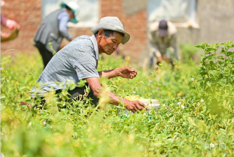 致富经金针菇_致富经金银菇_金银菇怎么吃好