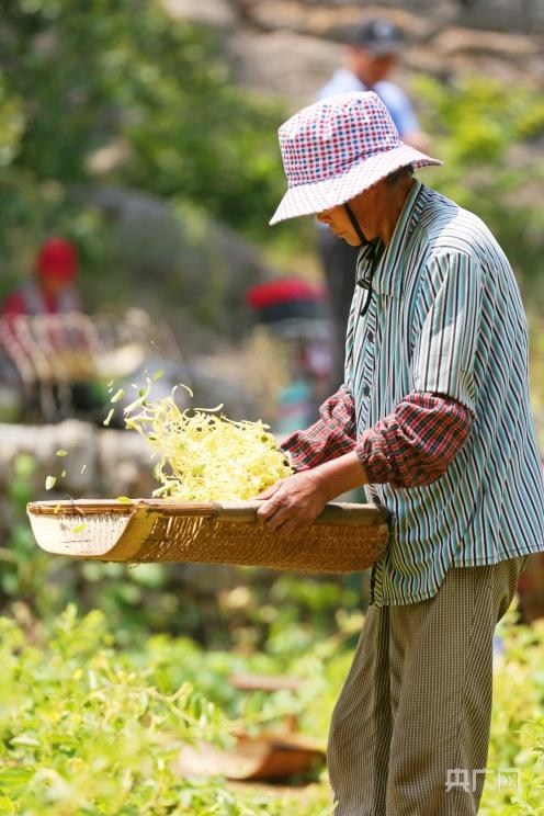 金银菇怎么吃好_致富经金银菇_致富经金针菇