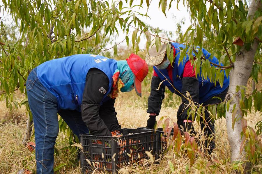 坚持生态种植致富_致富种植生态坚持什么原则_生态农业致富之路