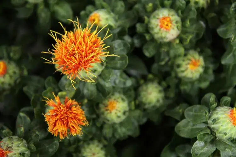 红花种植高产技术_红花人工种植技术难_红花种植枝术