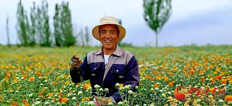 红花种植高产技术_红花人工种植技术难_红花种植枝术