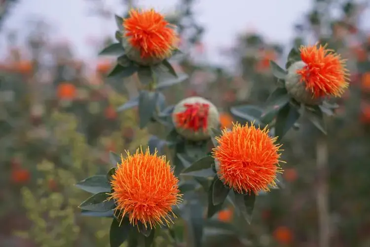 红花种植枝术_红花人工种植技术难_红花种植高产技术