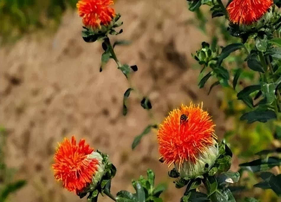 红花人工种植技术难_红花种植枝术_红花种植高产技术