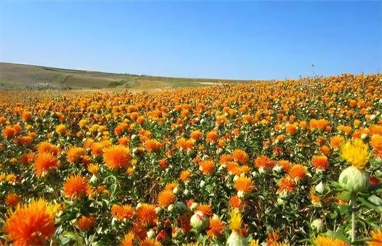 红花种植高产技术_红花种植枝术_红花人工种植技术难