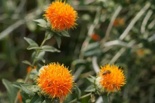 红花种植高产技术_红花人工种植技术难_红花种植枝术